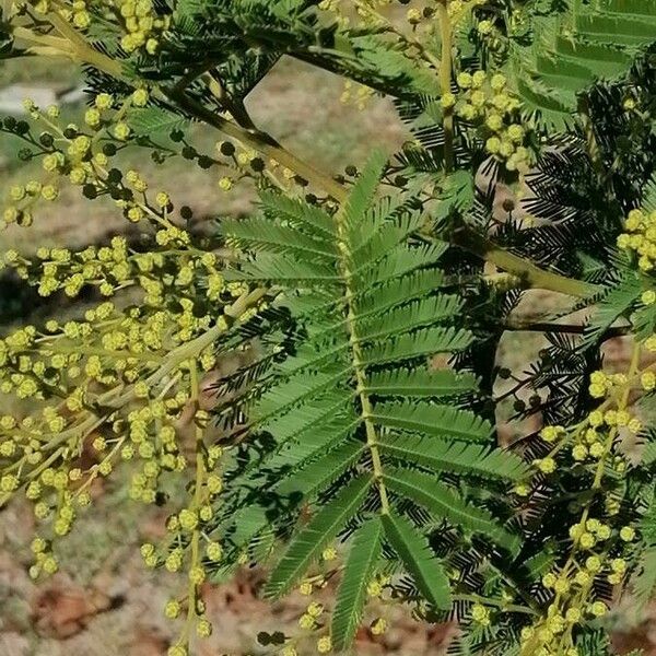 Acacia mearnsii Λουλούδι