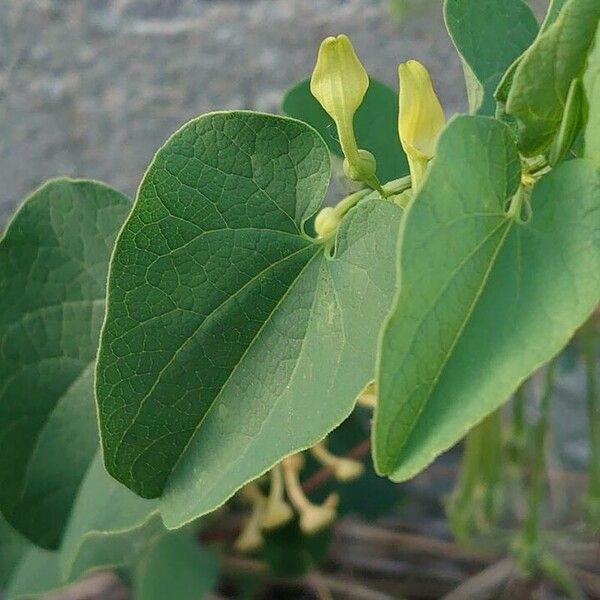 Aristolochia clematitis List