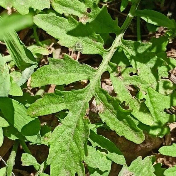 Rorippa sylvestris पत्ता