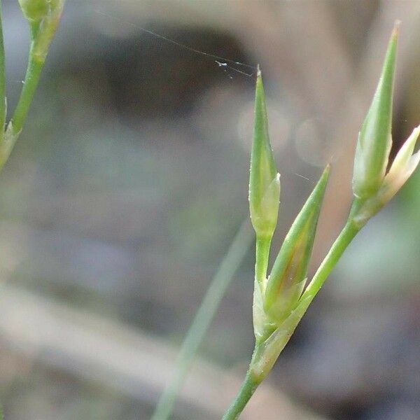 Juncus bufonius Fruit