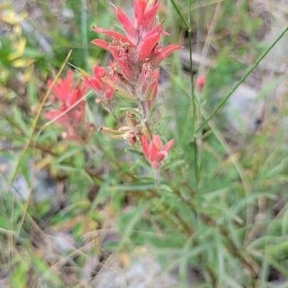 Castilleja tenuiflora Cvet