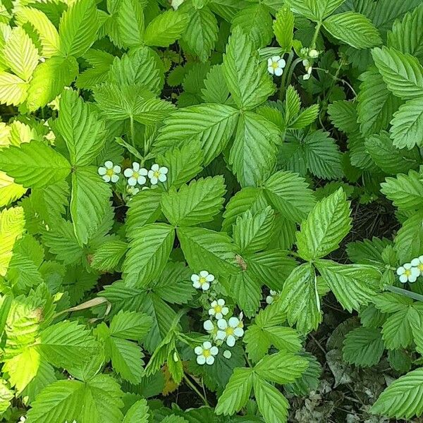 Fragaria viridis عادت