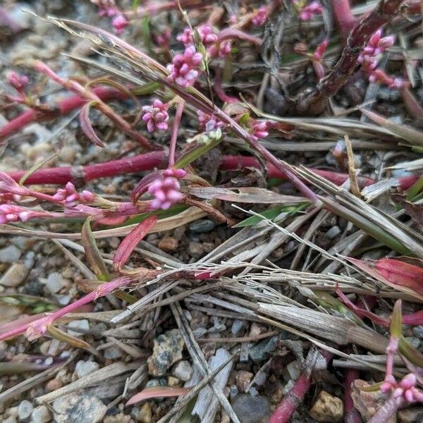 Persicaria minor Lorea