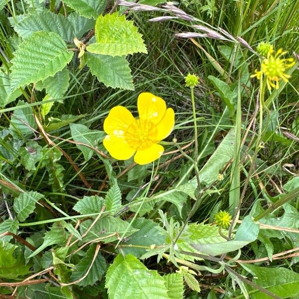 Ranunculus orthorhynchus ᱵᱟᱦᱟ