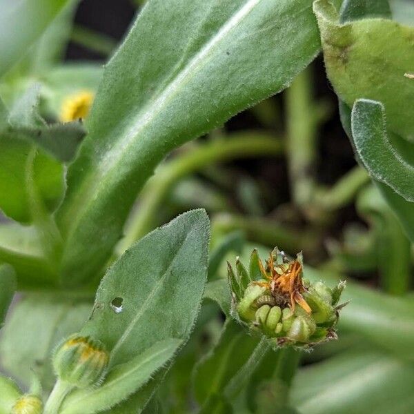 Calendula arvensis फल