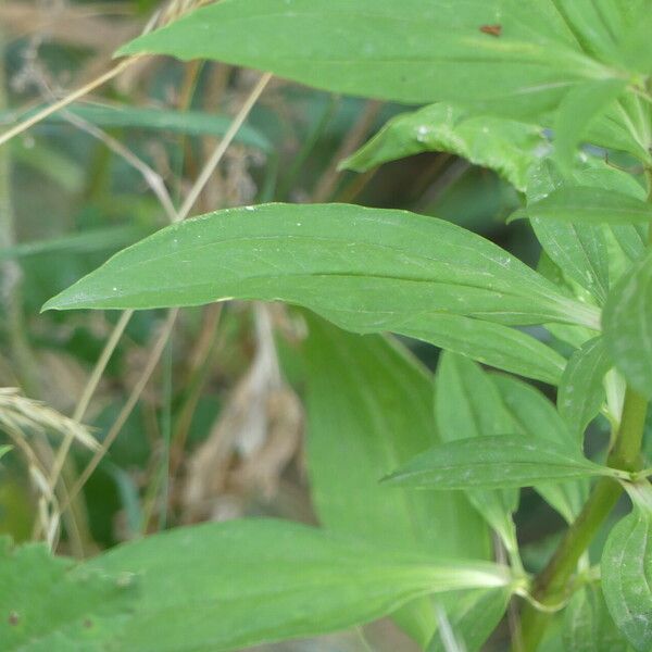 Saponaria officinalis Hoja