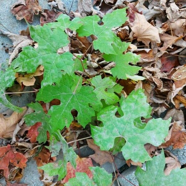 Vitis aestivalis Leaf