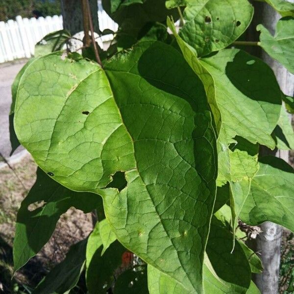 Catalpa speciosa Φύλλο