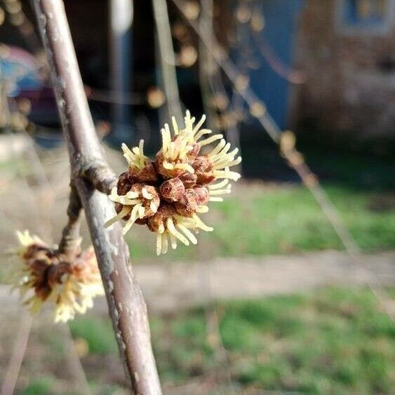 Acer saccharinum Çiçek