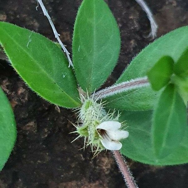 Blepharis maderaspatensis Flor