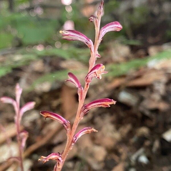 Epifagus virginiana Flower