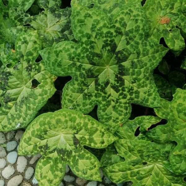 Podophyllum cv. 'Kaleidoscope' Hoja