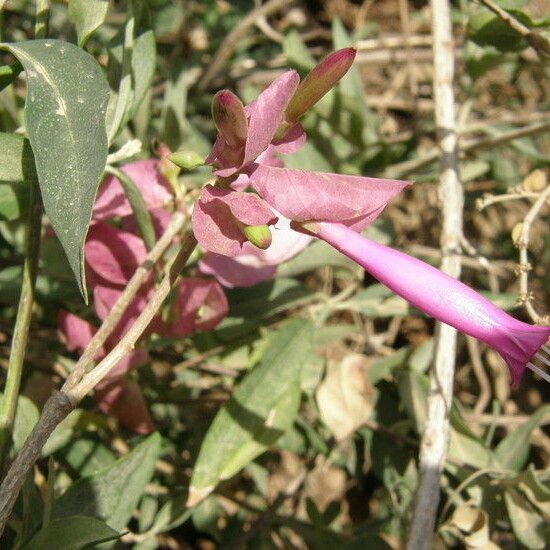 Ipomoea heptaphylla 形態