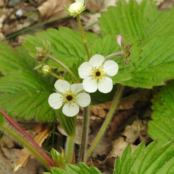 Fragaria moschata Flower