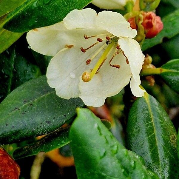 Rhododendron aureum Flower