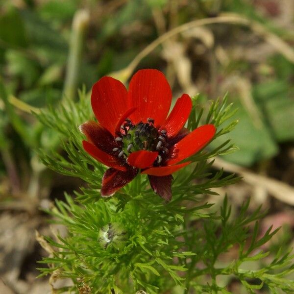 Adonis annua Квітка