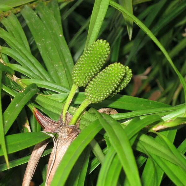 Freycinetia cumingiana Outro