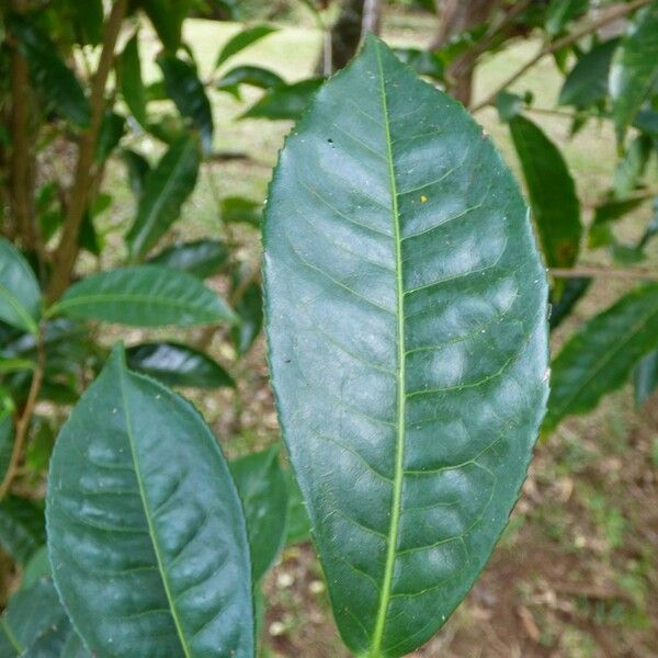 Camellia sinensis Leaf