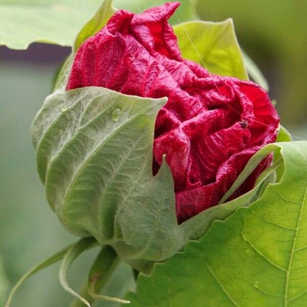 Hibiscus moscheutos फूल