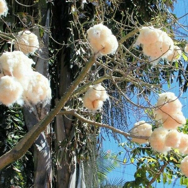 Ceiba pentandra 果實