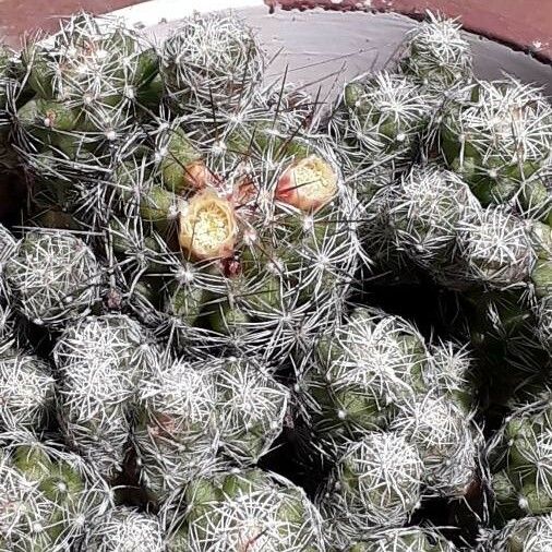 Mammillaria gracilis Hostoa