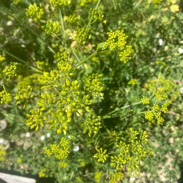 Pastinaca sativa Flower