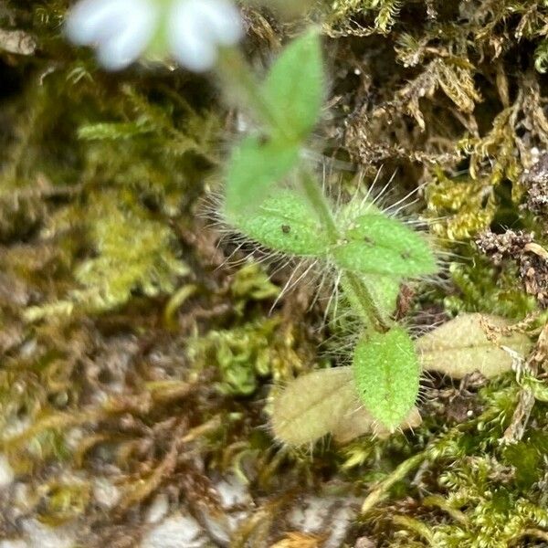 Cerastium brachypetalum Leaf