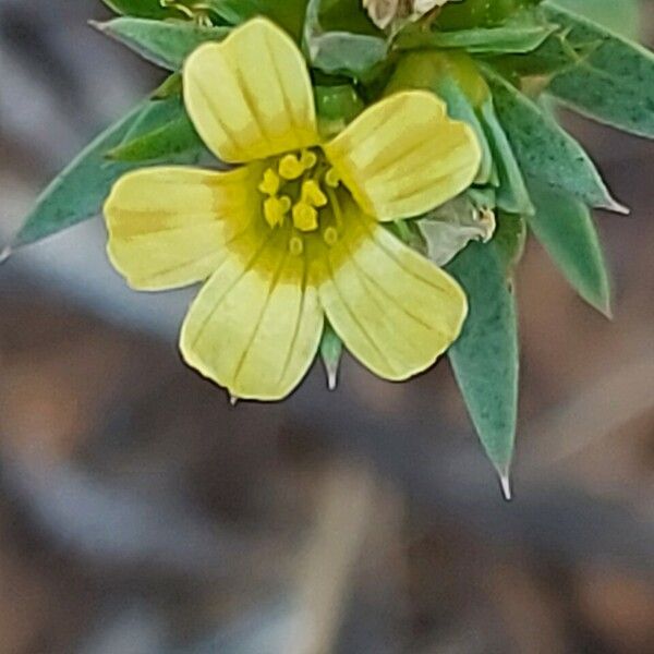 Linum strictum 花