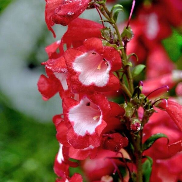 Penstemon hartwegii Flower