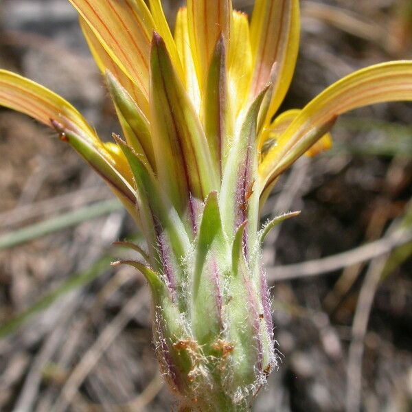 Agoseris glauca Flower