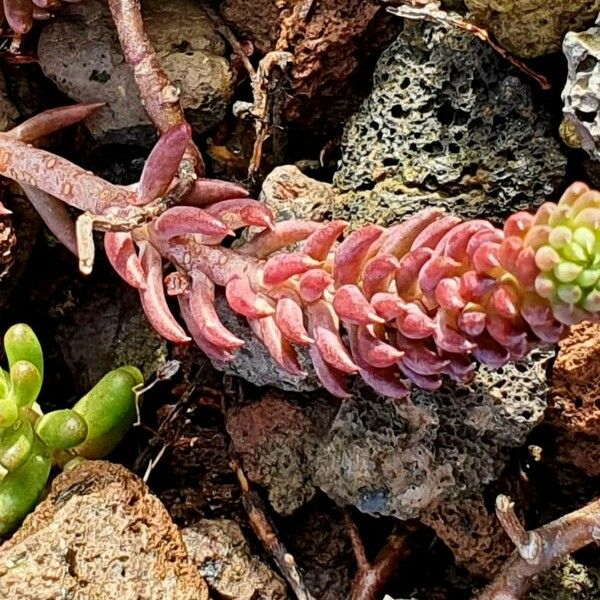 Sedum lanceolatum Liść