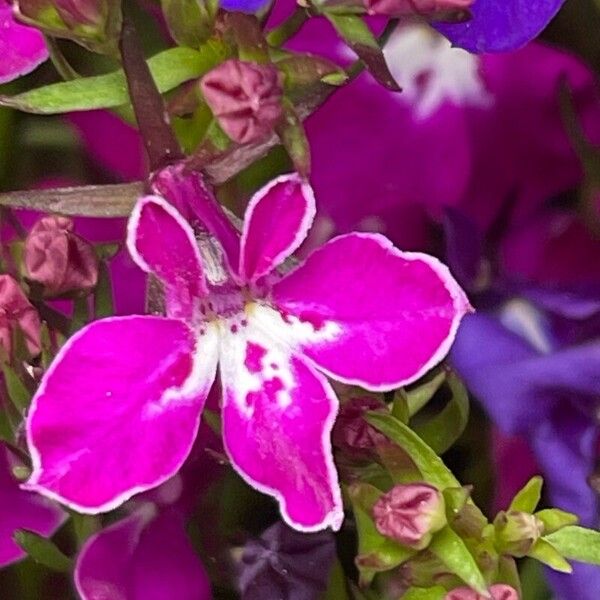 Lobelia erinus Flor