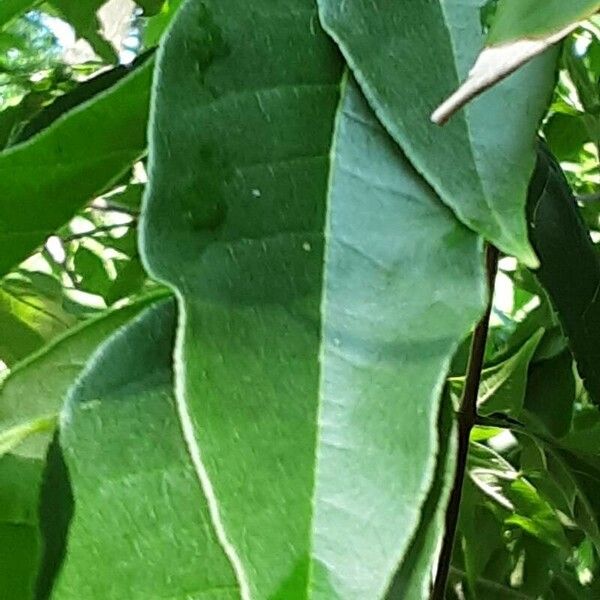 Tetradium daniellii Leaf