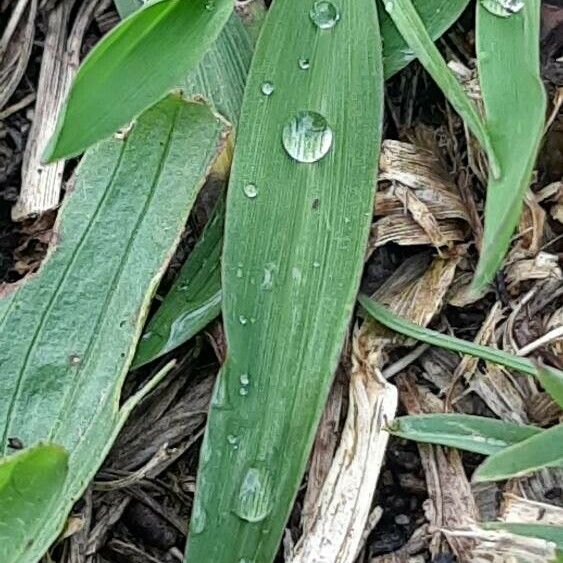 Digitaria sanguinalis 葉