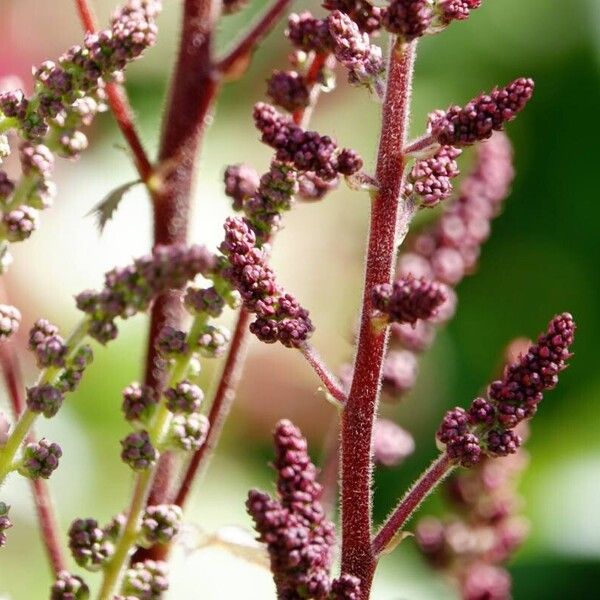 Astilbe japonica Květ