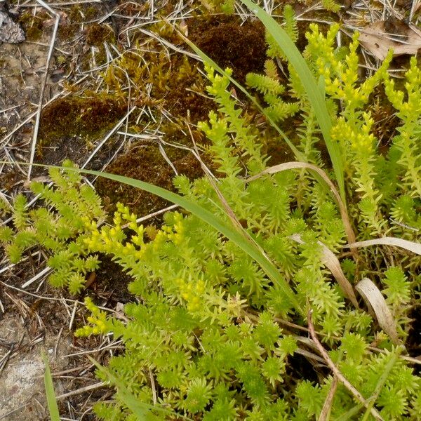 Sedum sexangulare Hostoa