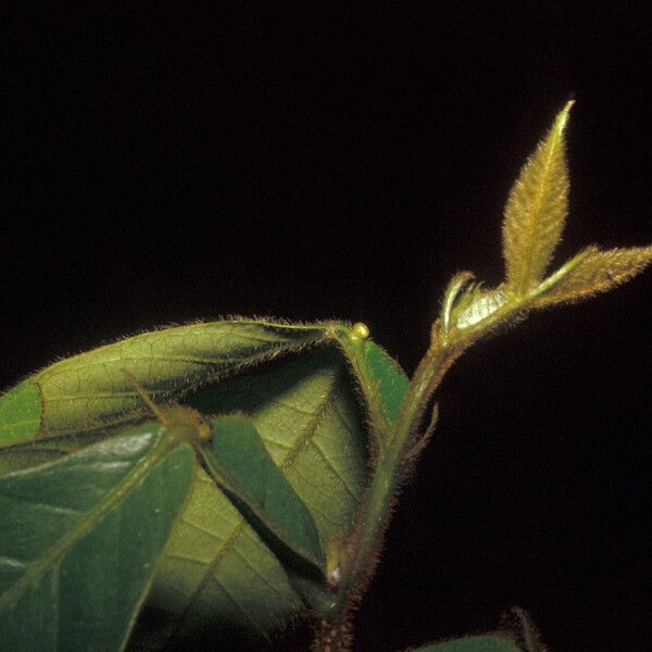 Inga pilosula Leaf