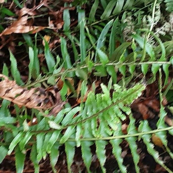 Polystichum munitum Blatt