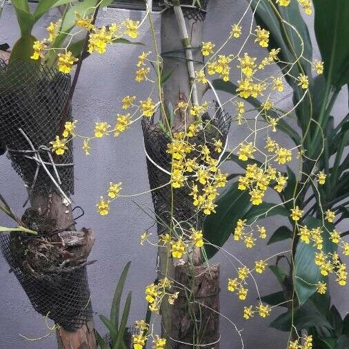 Oncidium baueri Flor