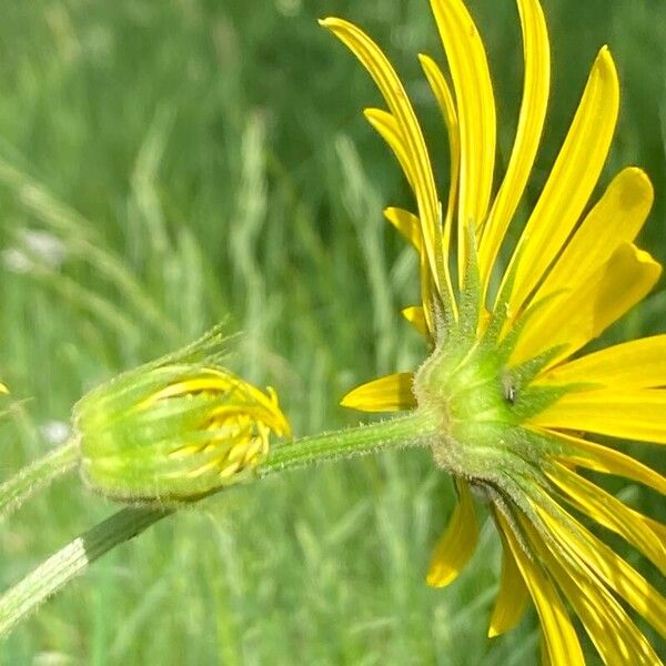 Doronicum austriacum പുഷ്പം