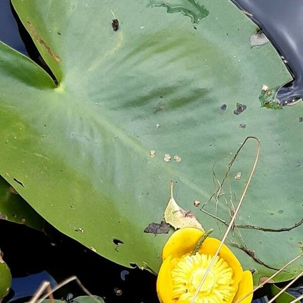 Nuphar lutea Flower