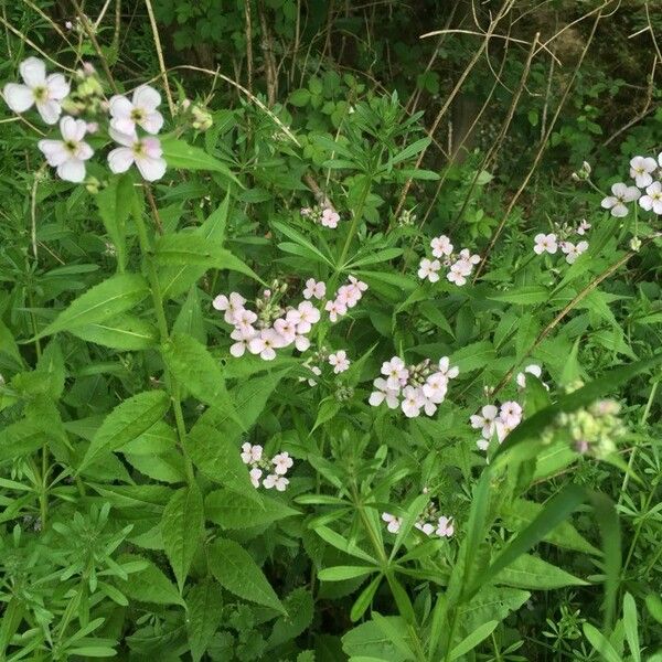 Hesperis matronalis Leaf