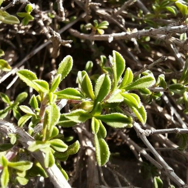 Satureja cuneifolia Лист