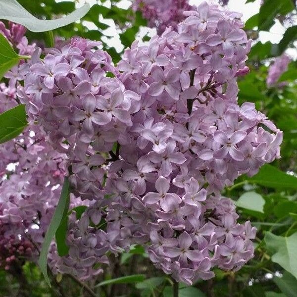 Syringa vulgaris 花