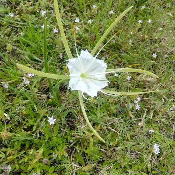 Hymenocallis palmeri Цвят