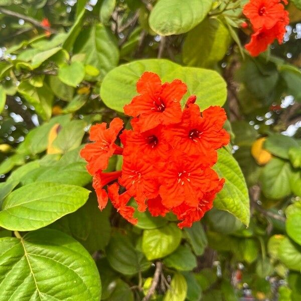 Cordia sebestena 花