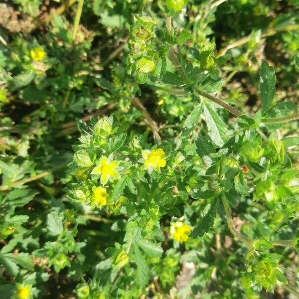 Potentilla norvegica Habit