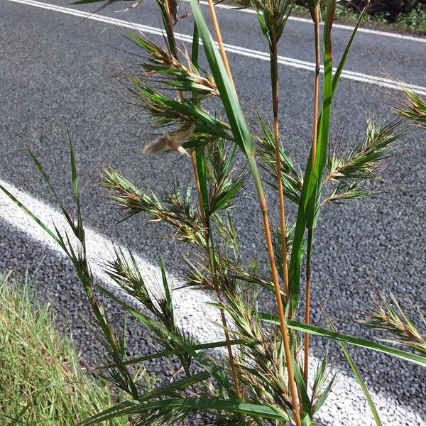 Themeda quadrivalvis Habit