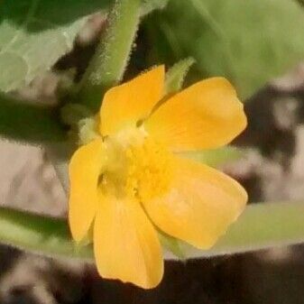 Abutilon theophrasti Цвят