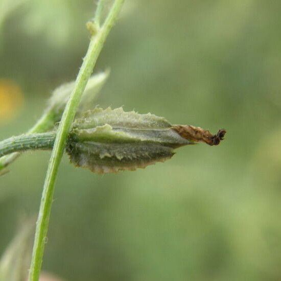 Ipomoea costellata Plod